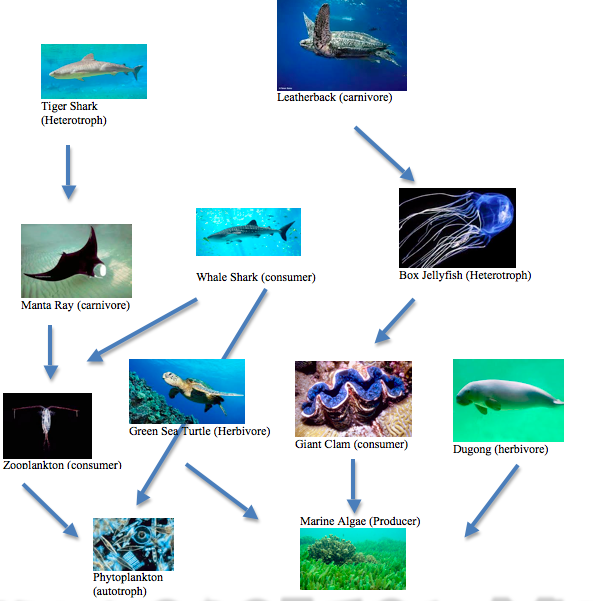 Coral Reef Food Web | Hot Sex Picture